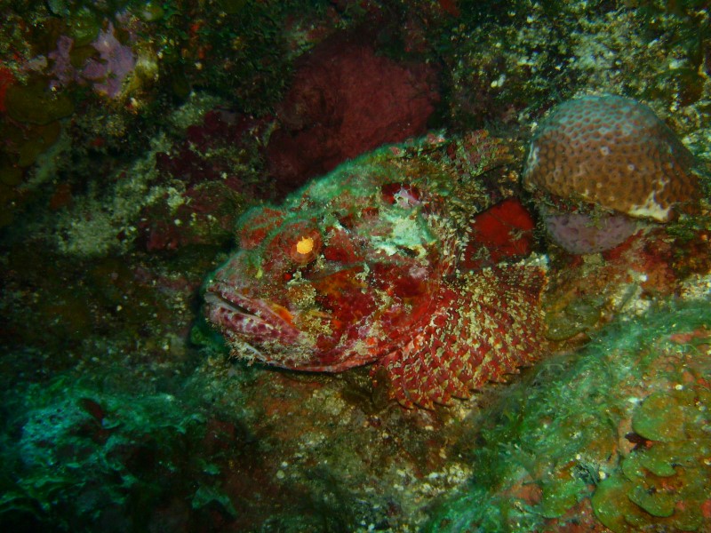 ../Images/watersporpion fish 2.jpg